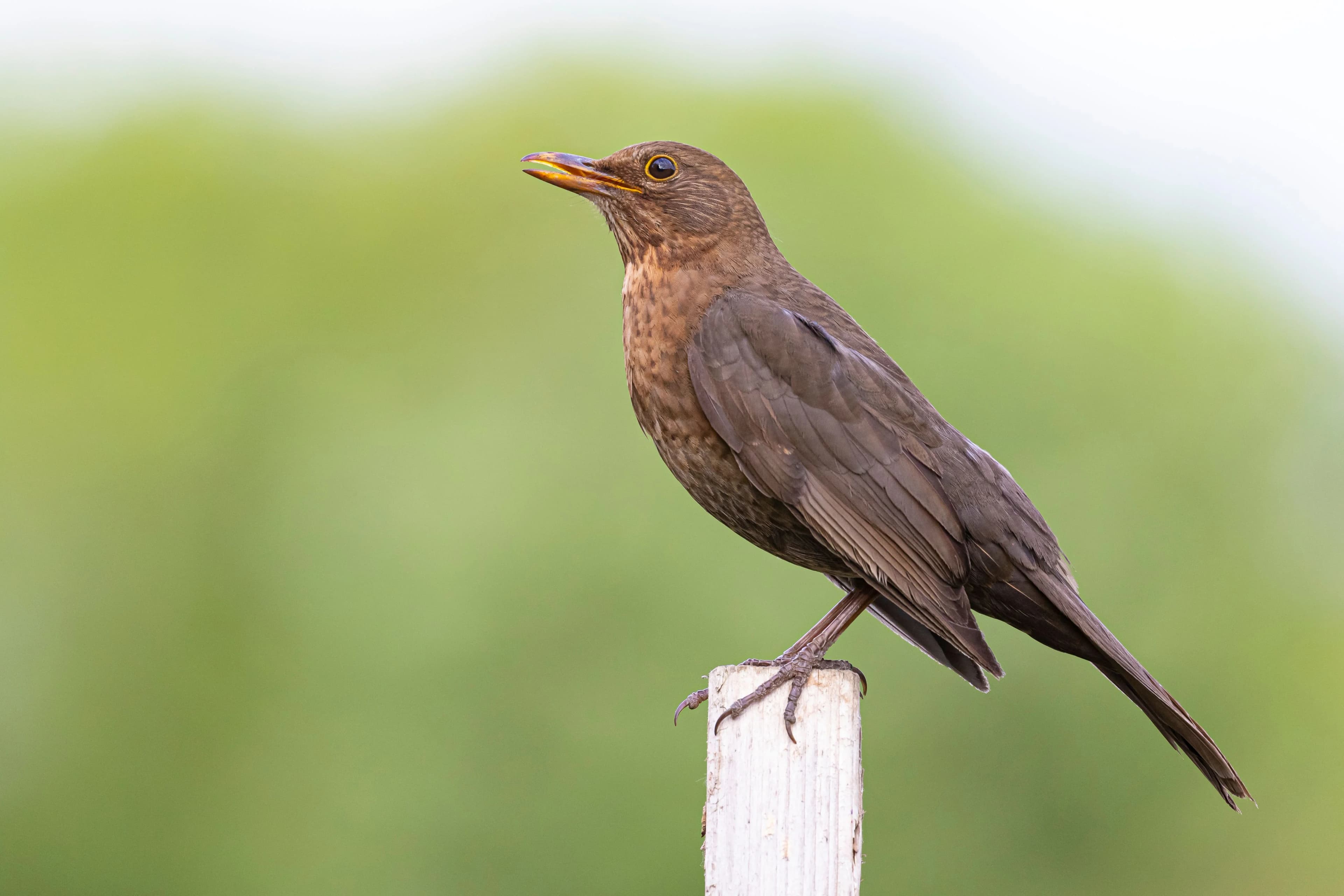 Bird Control