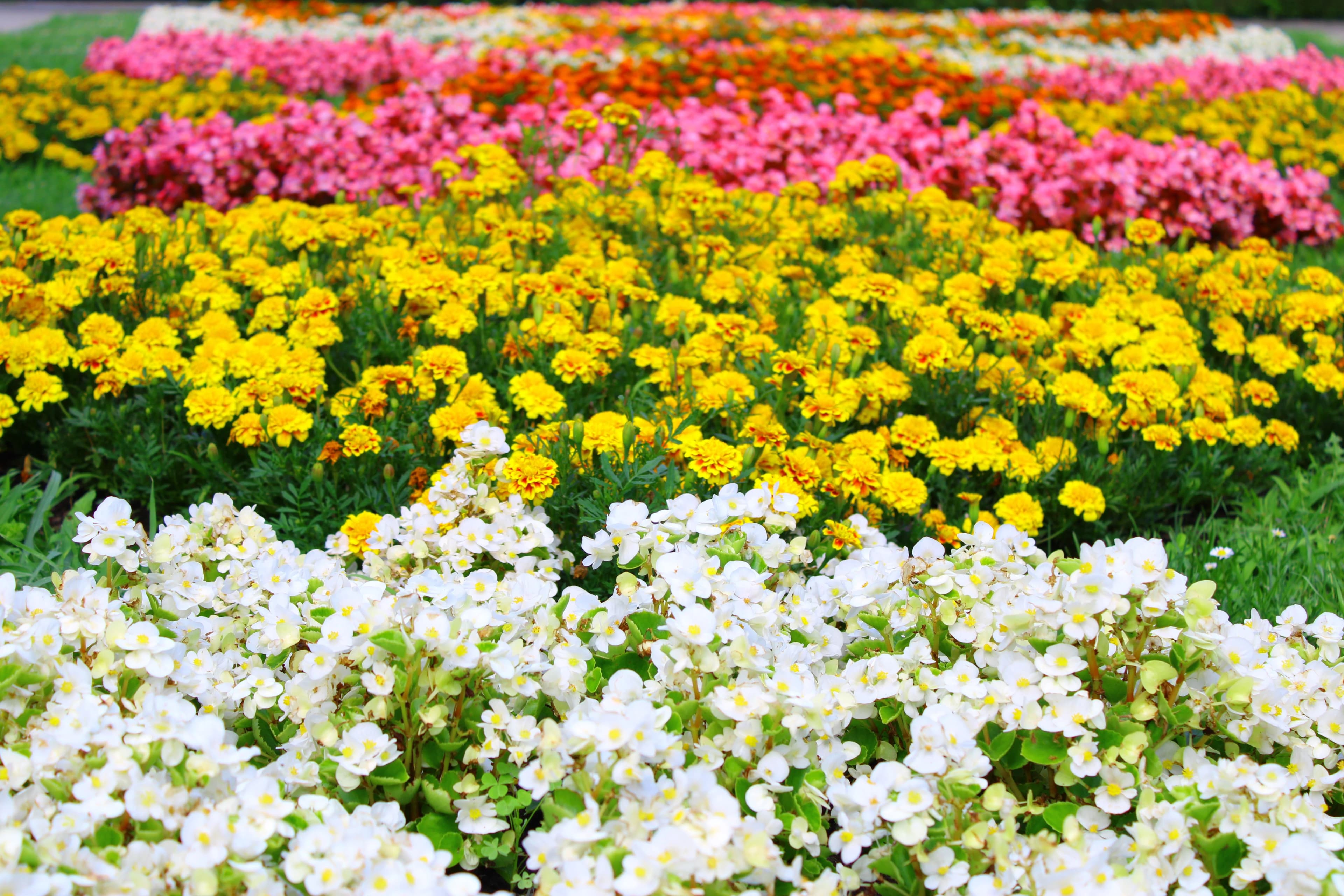 Flower Bed Design