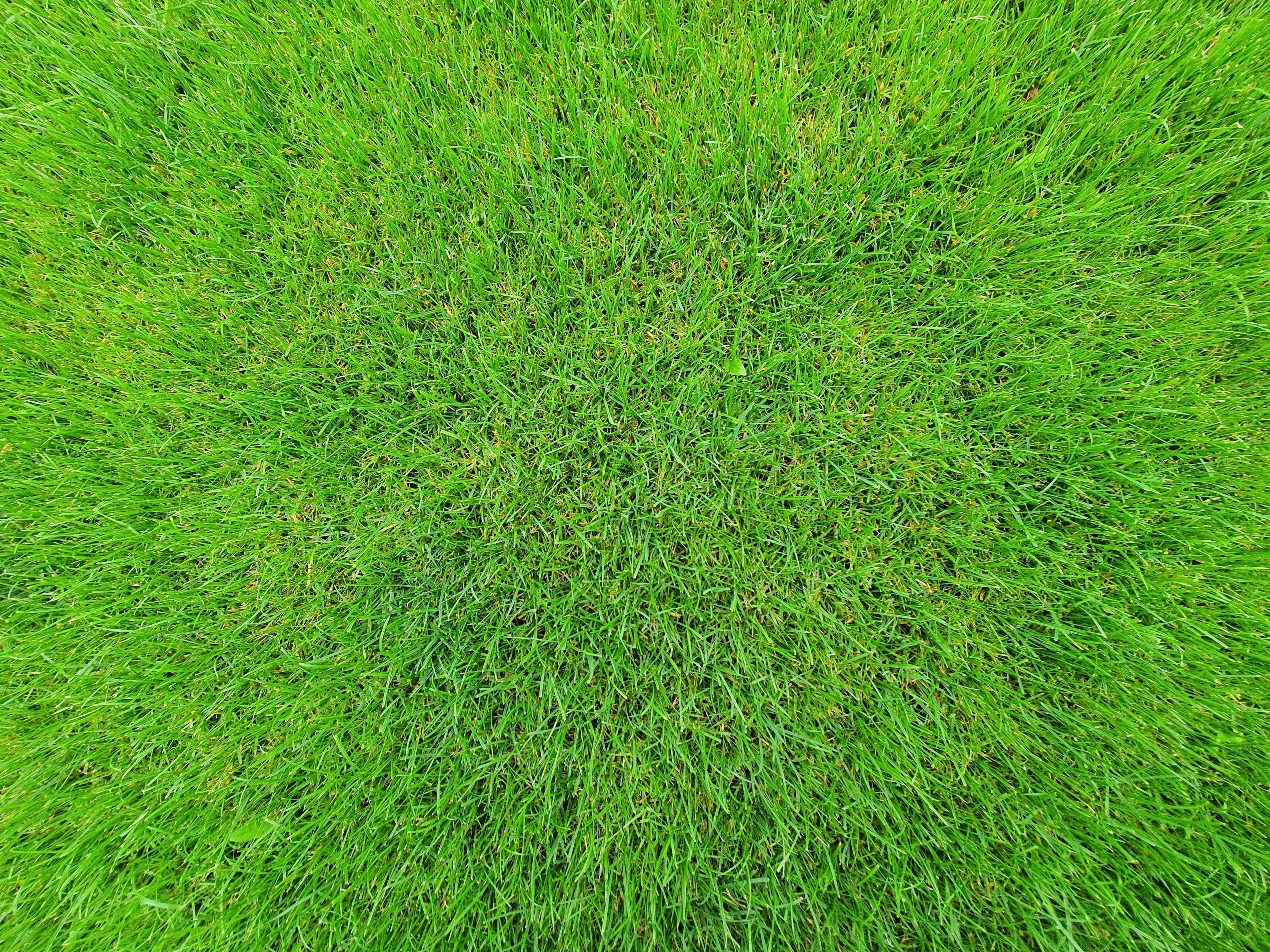 What Is Dethatching a Lawn? When and How to Do It
