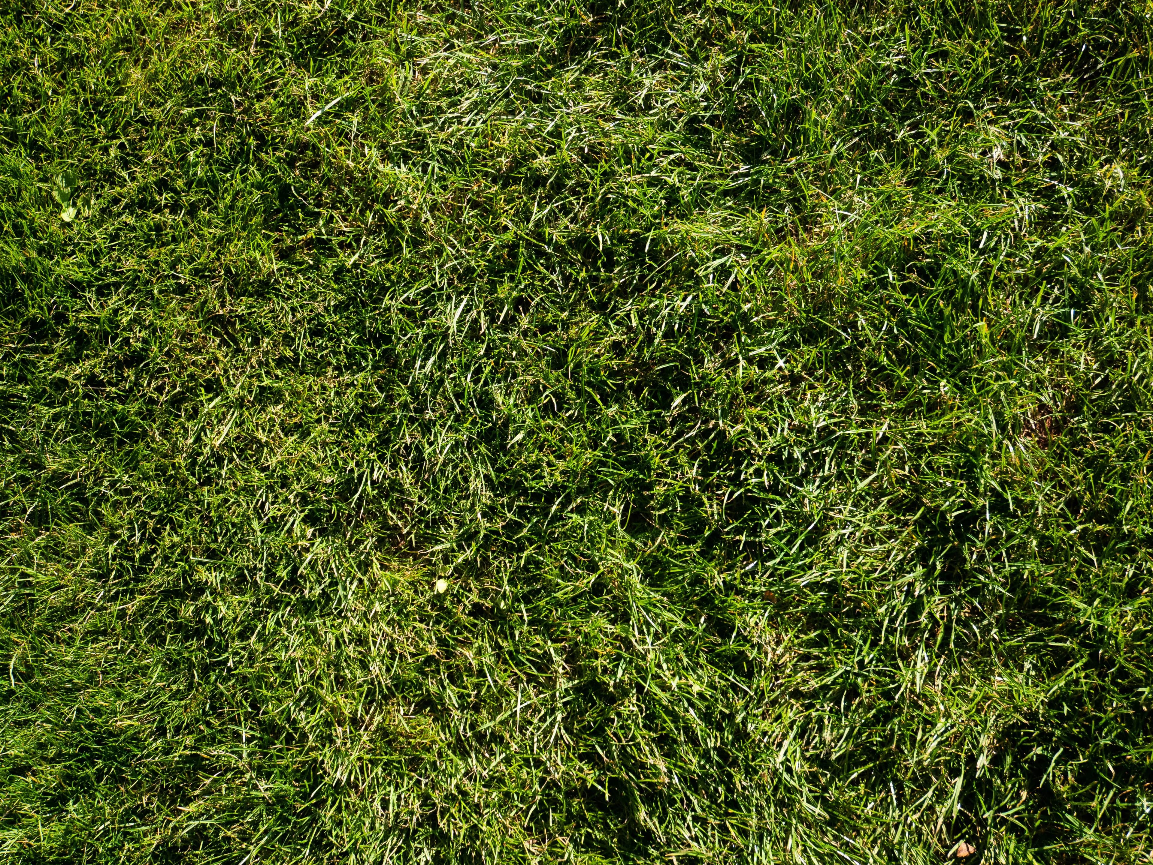Lawn Fertilizing