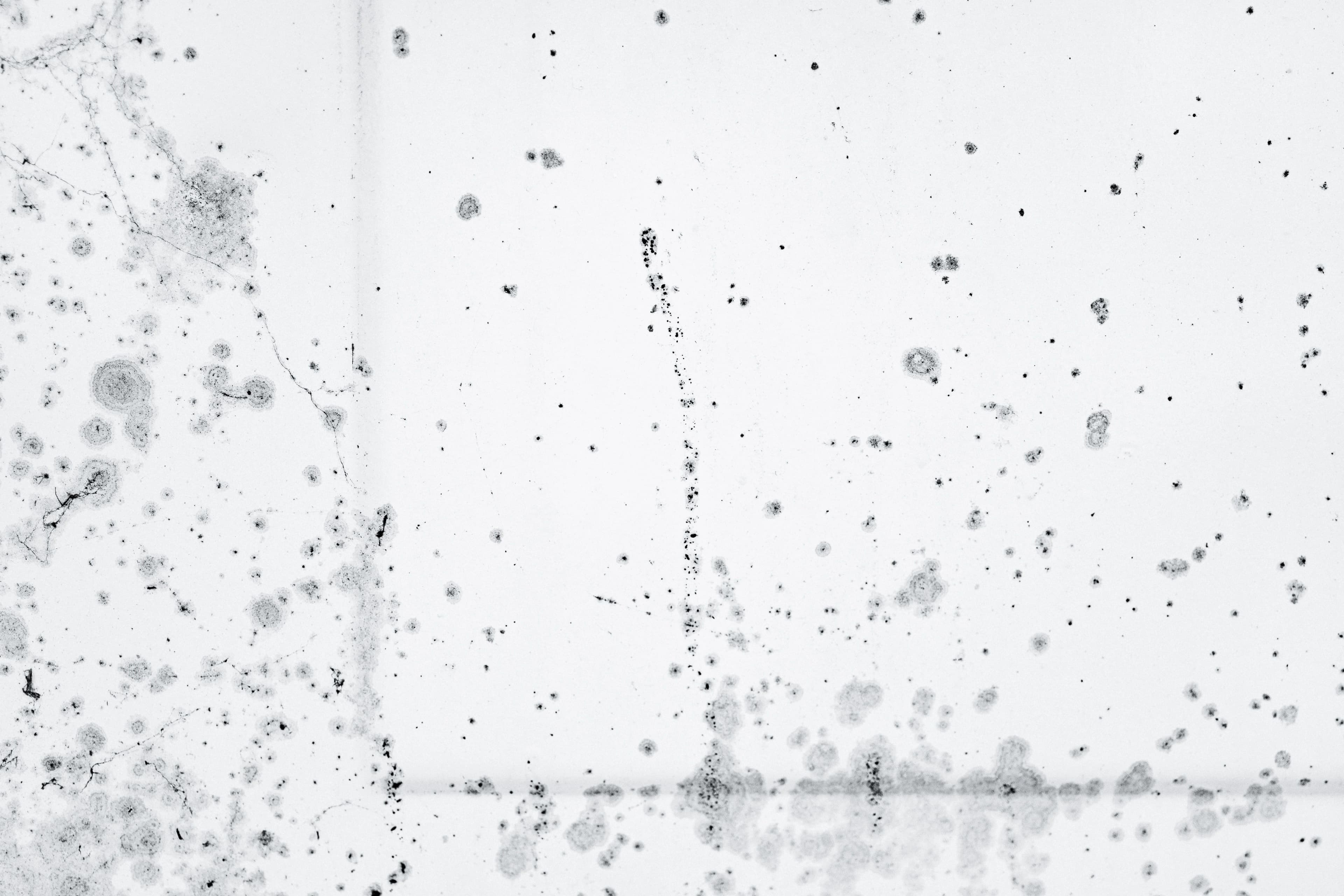 Mold Remediation
