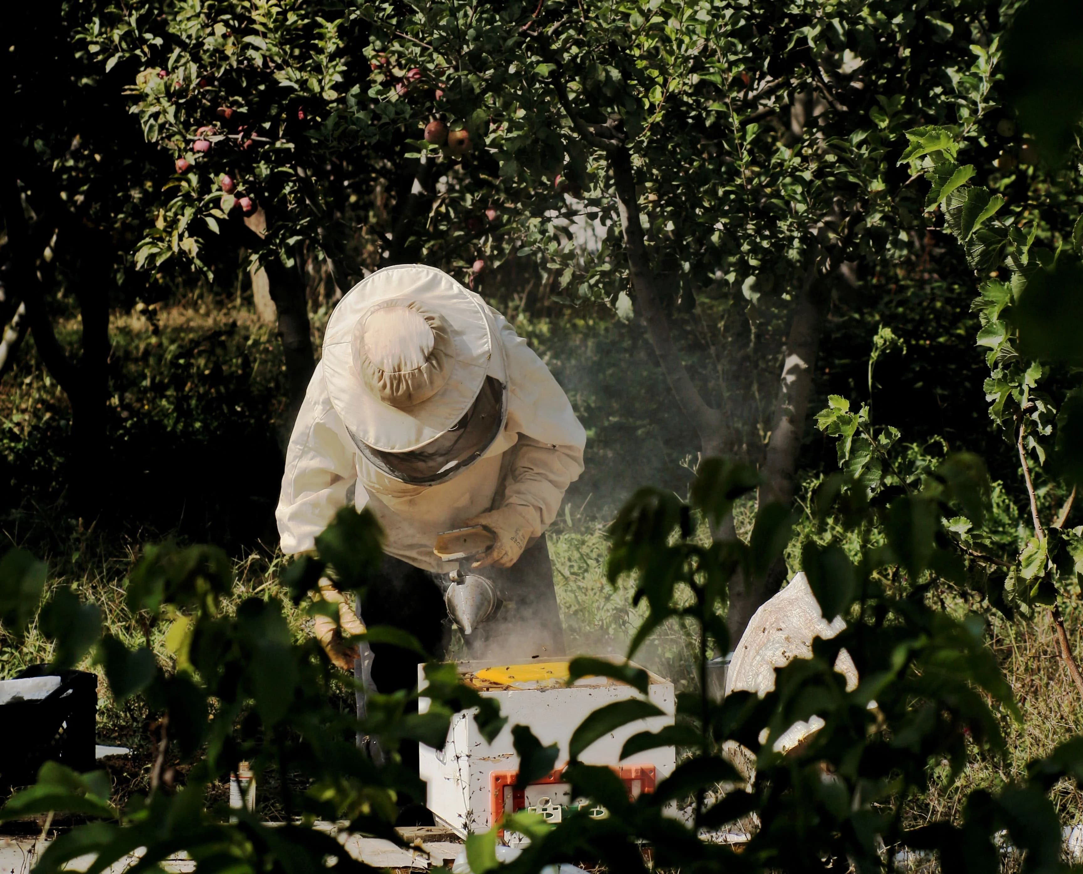 Mosquito Control