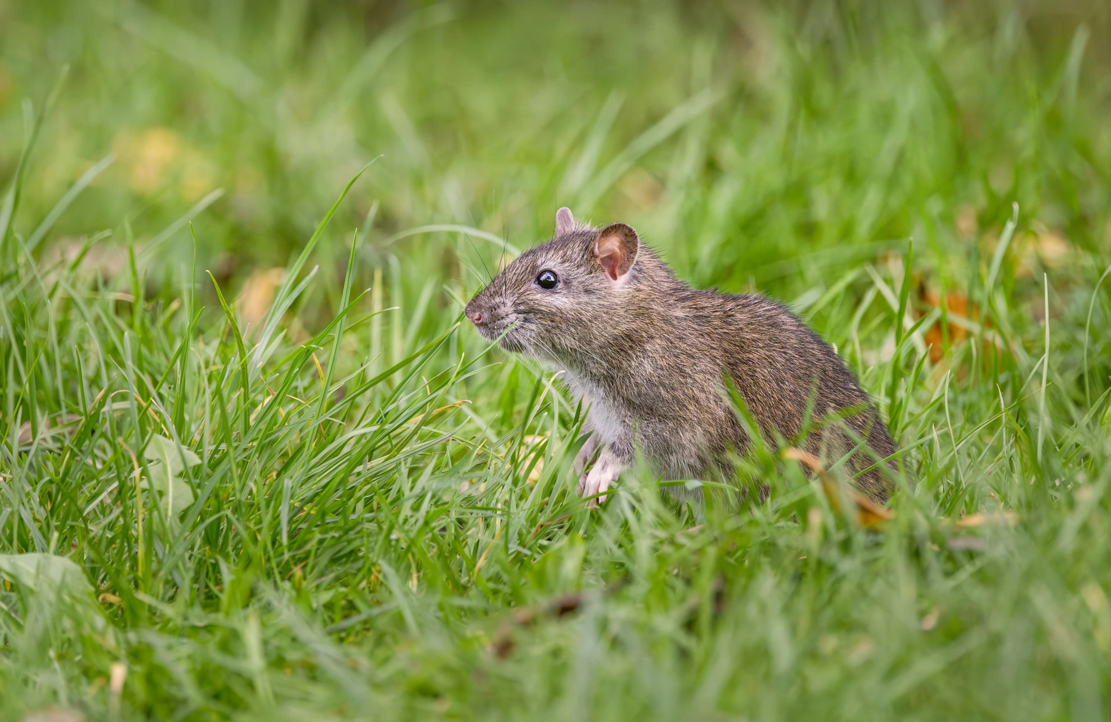 Mouse Control