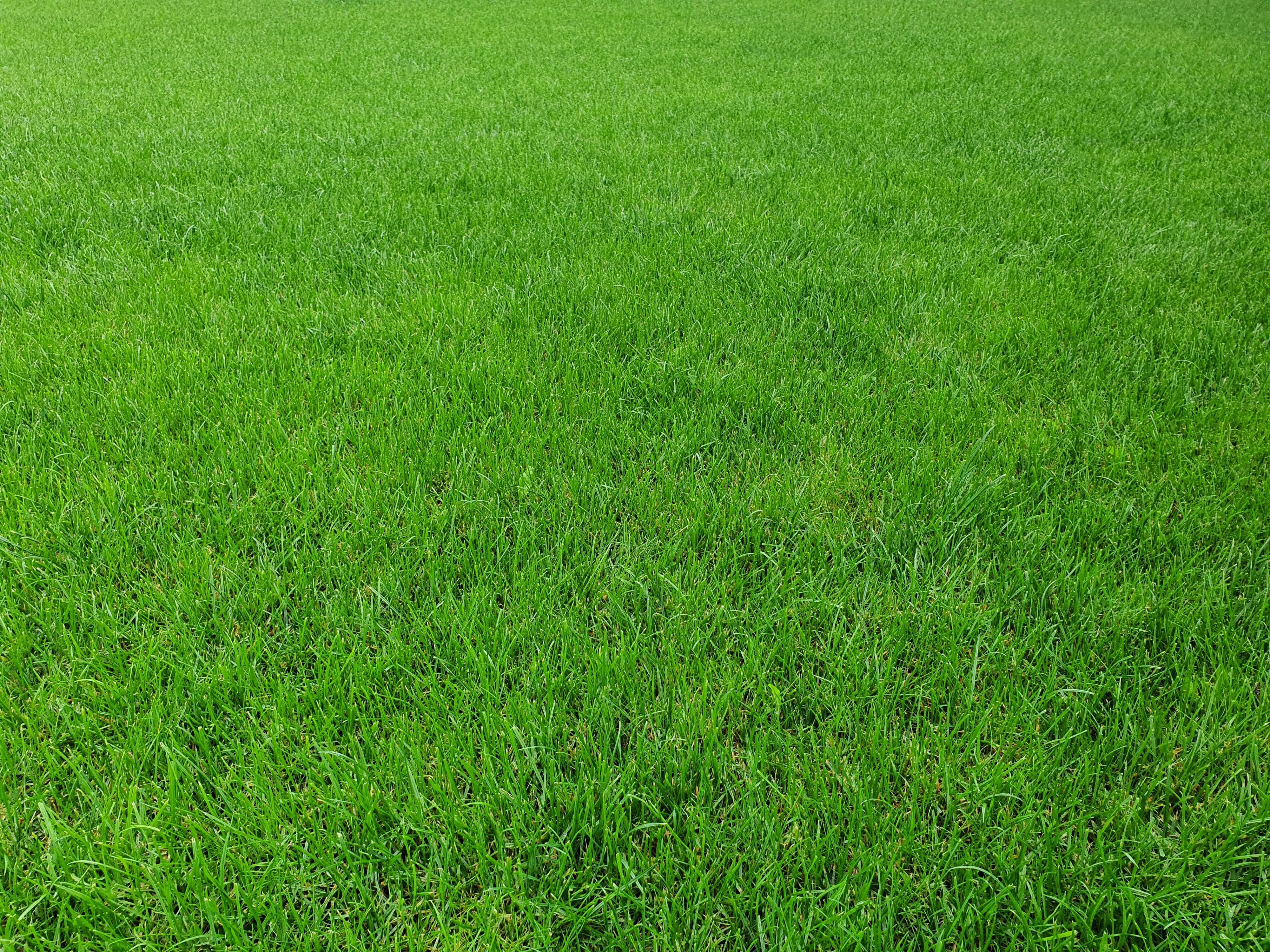 Overseeding