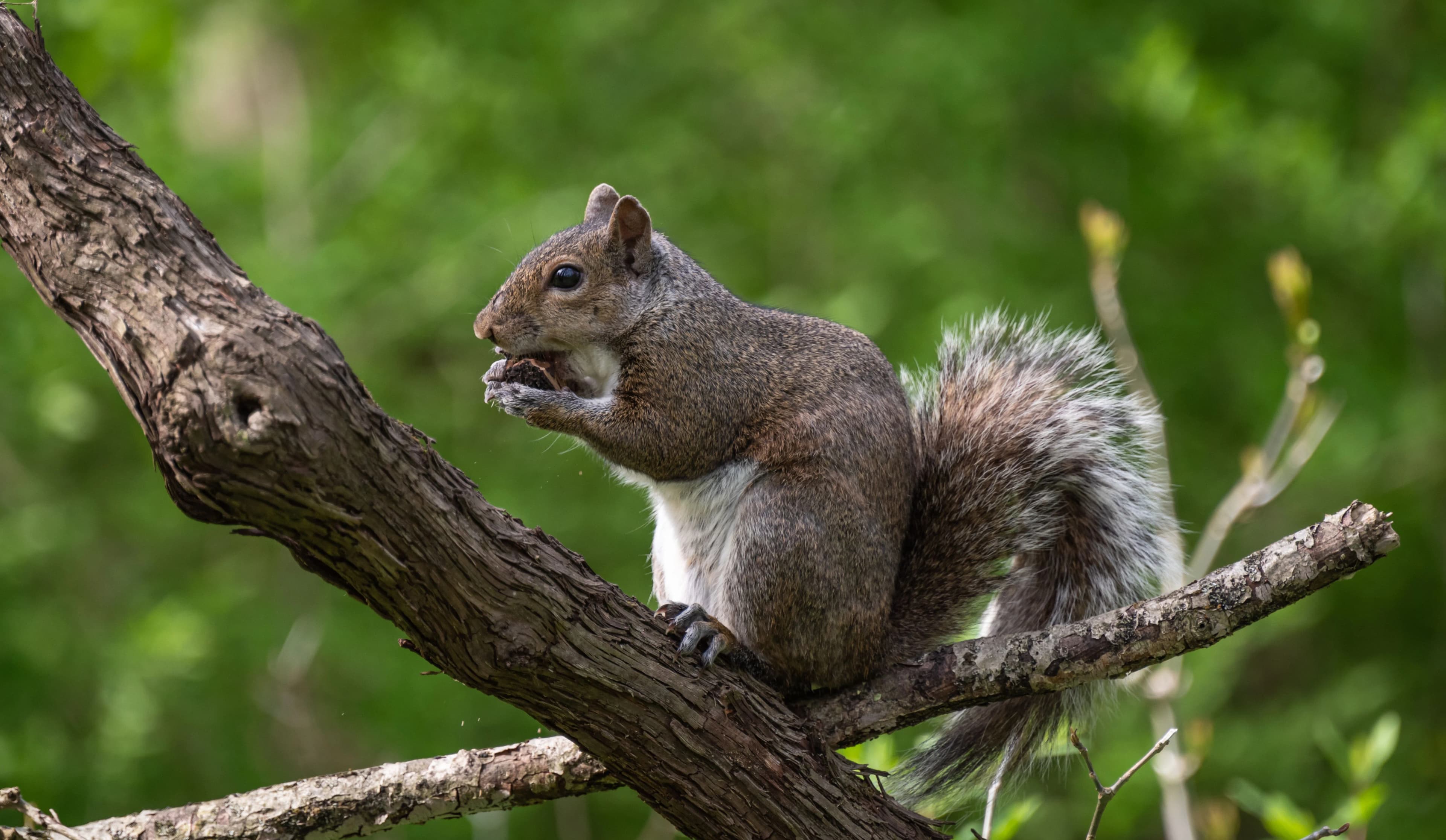 Squirrel Removal