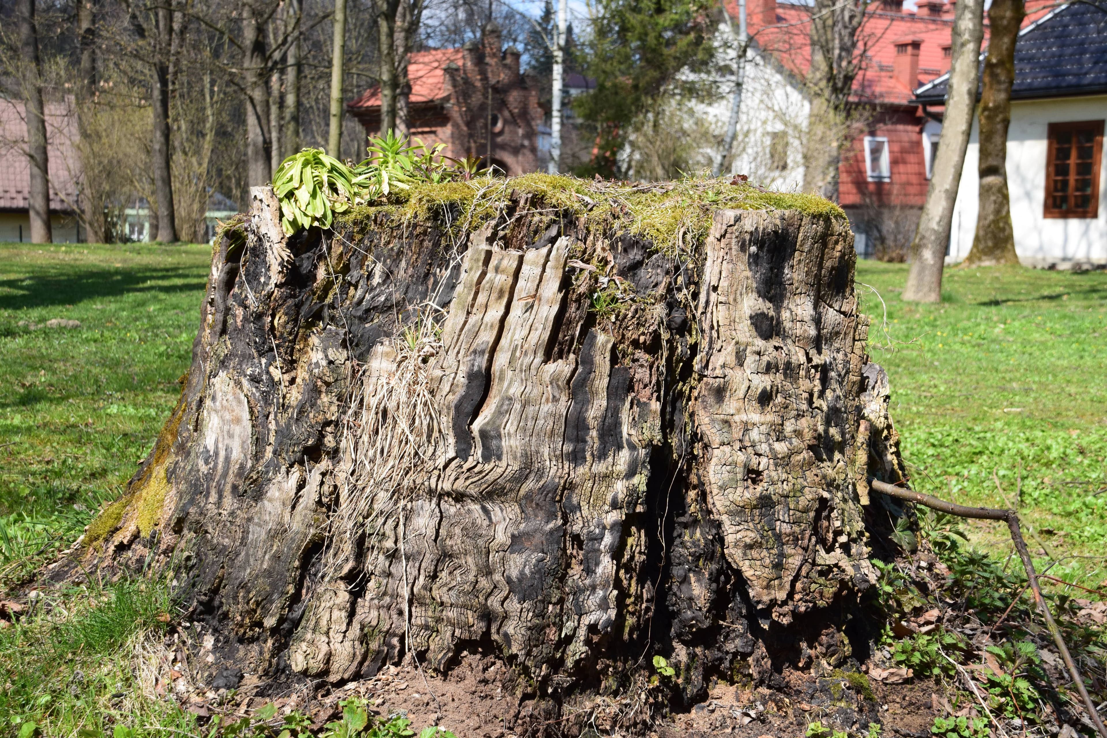 Stump Grinding
