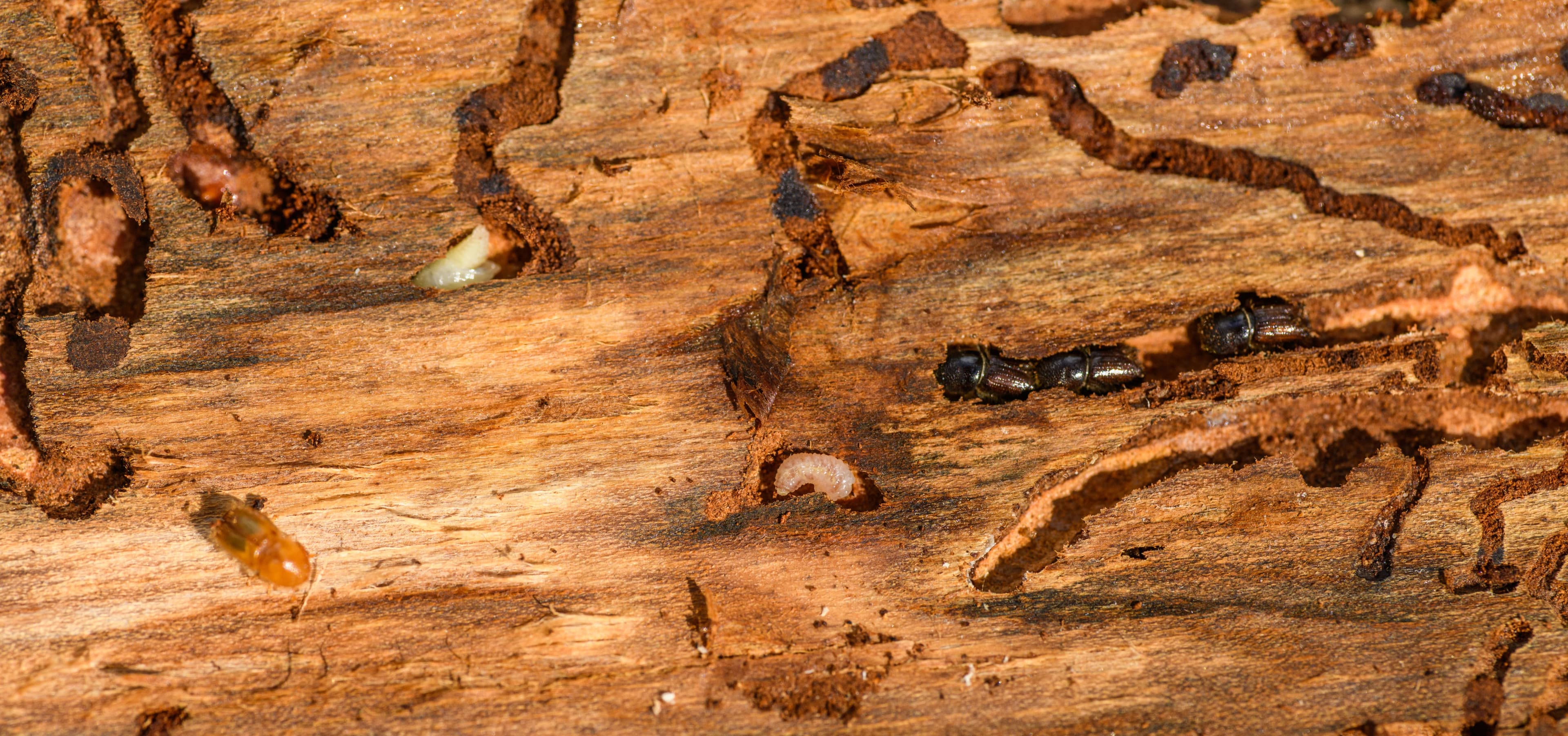 Termite Control