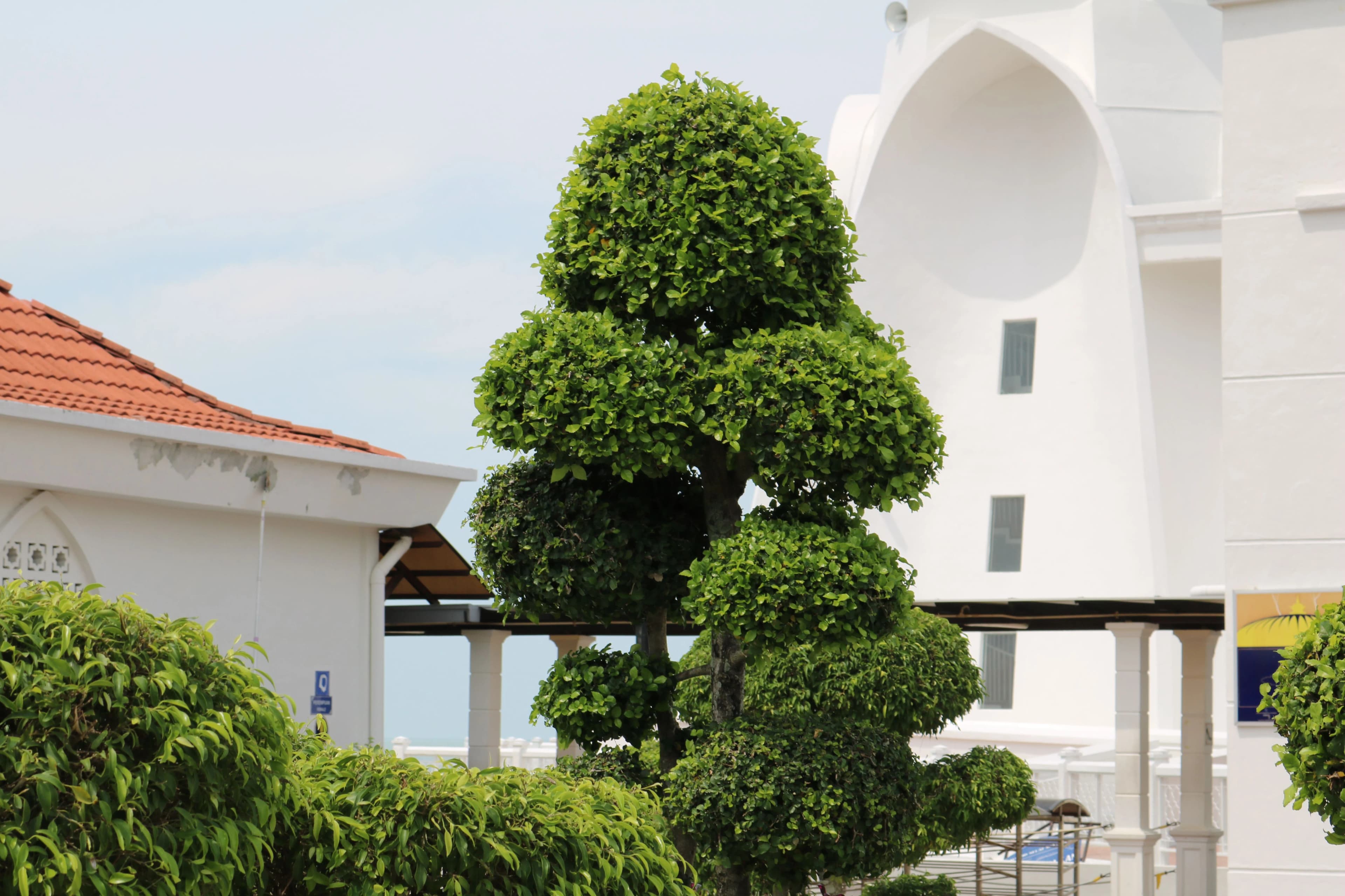 Tree Trimming