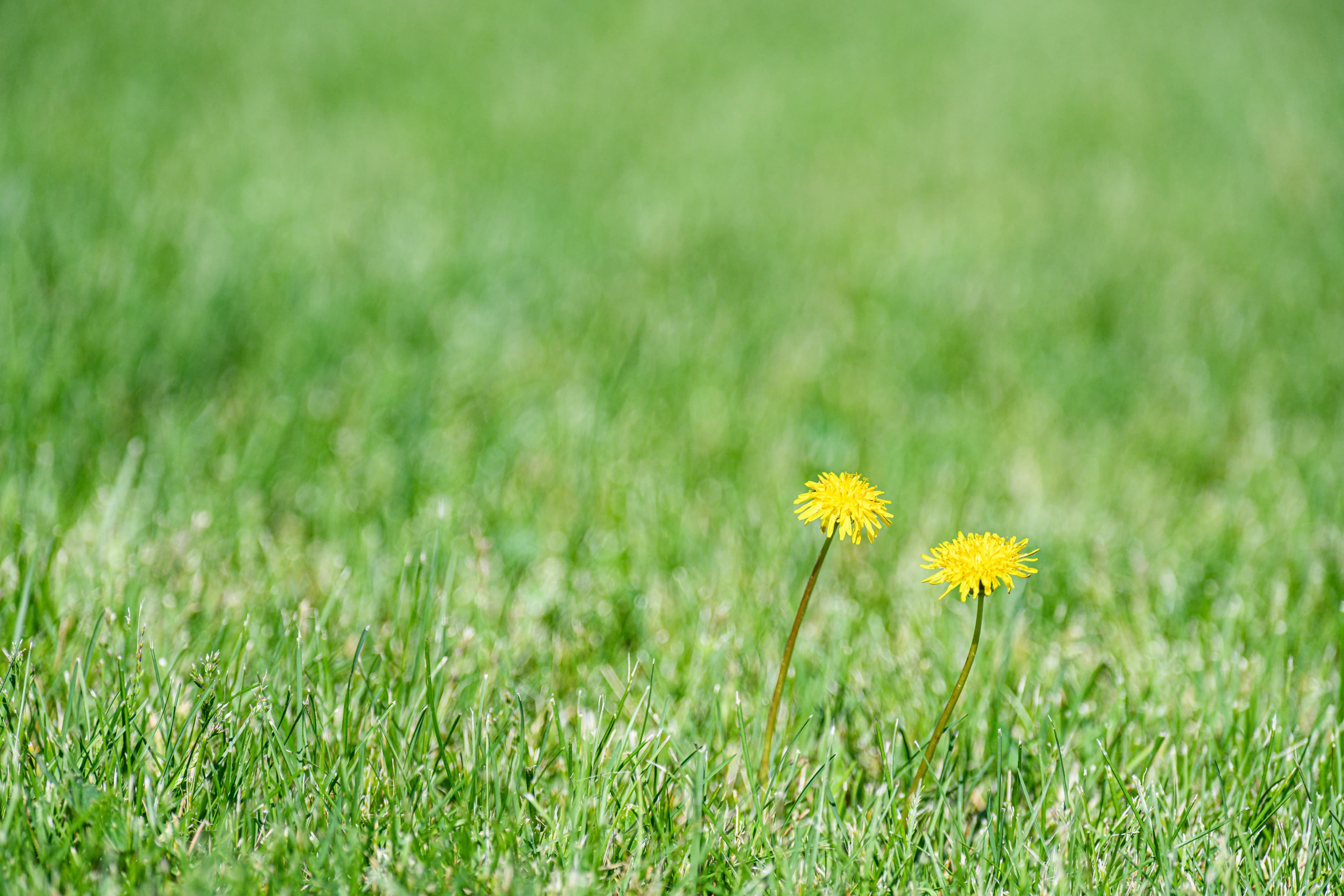 Weed Control