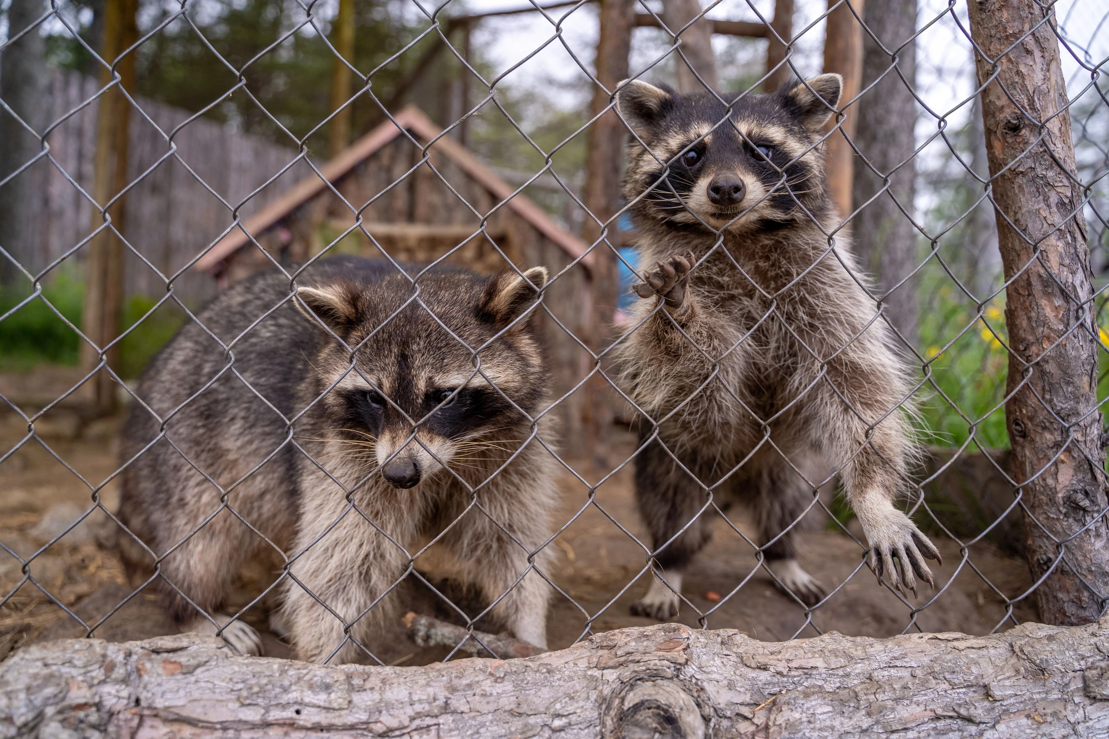 Wildlife Removal